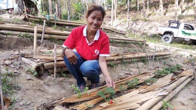 "ชาวสวนยาง" หันปลูก "สตรอว์เบอรี่" แซมร่องต้นยาง ให้ผลผลิตดี