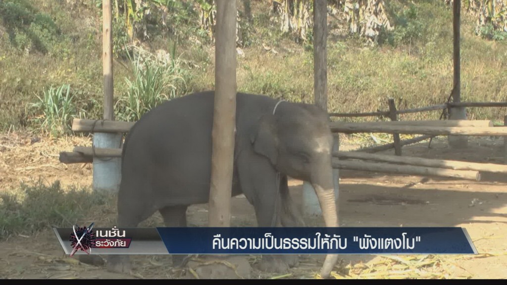 คืนความเป็นธรรมให้ "พังแตงโม" คืนความเป็นธรรมให้ "พังแตงโม"