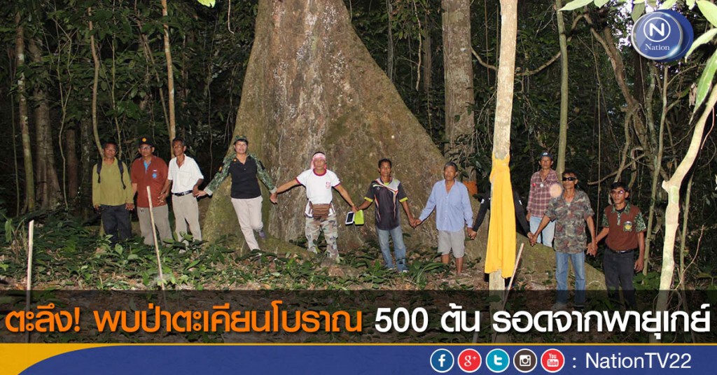 ตะลึง! พบป่าตะเคียนโบราณ 500 ต้น รอดจากพายุเกย์