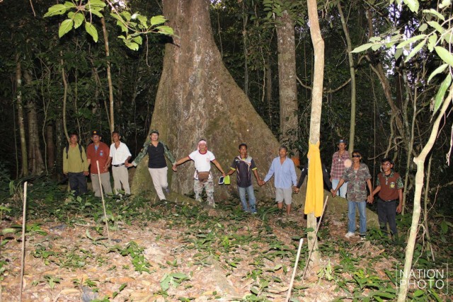 ตะลึง! พบป่าตะเคียนโบราณ 500 ต้น รอดจากพายุเกย์
