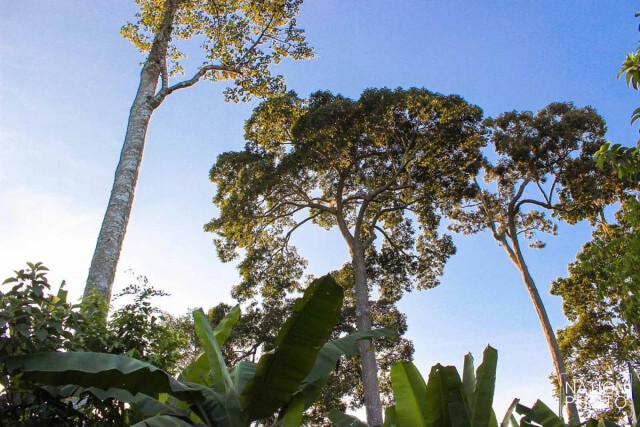 ตะลึง! พบป่าตะเคียนโบราณ 500 ต้น รอดจากพายุเกย์