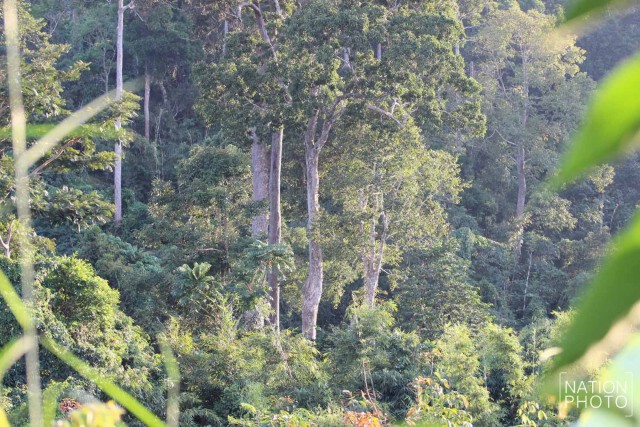 ตะลึง! พบป่าตะเคียนโบราณ 500 ต้น รอดจากพายุเกย์