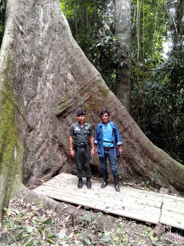 ตะลึง! พบป่าตะเคียนโบราณ 500 ต้น รอดจากพายุเกย์