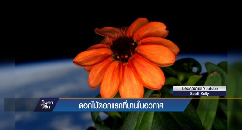 ดอกไม้ชนิดแรกในอวกาศ ดอกไม้ชนิดแรกในอวกาศ