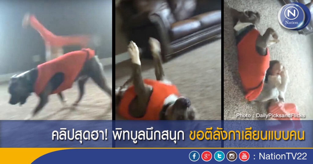 คลิปสุดฮา! พิทบูลนึกสนุก ขอตีลังกาเลียนแบบคน คลิปสุดฮา! พิทบูลนึกสนุก ขอตีลังกาเลียนแบบคน