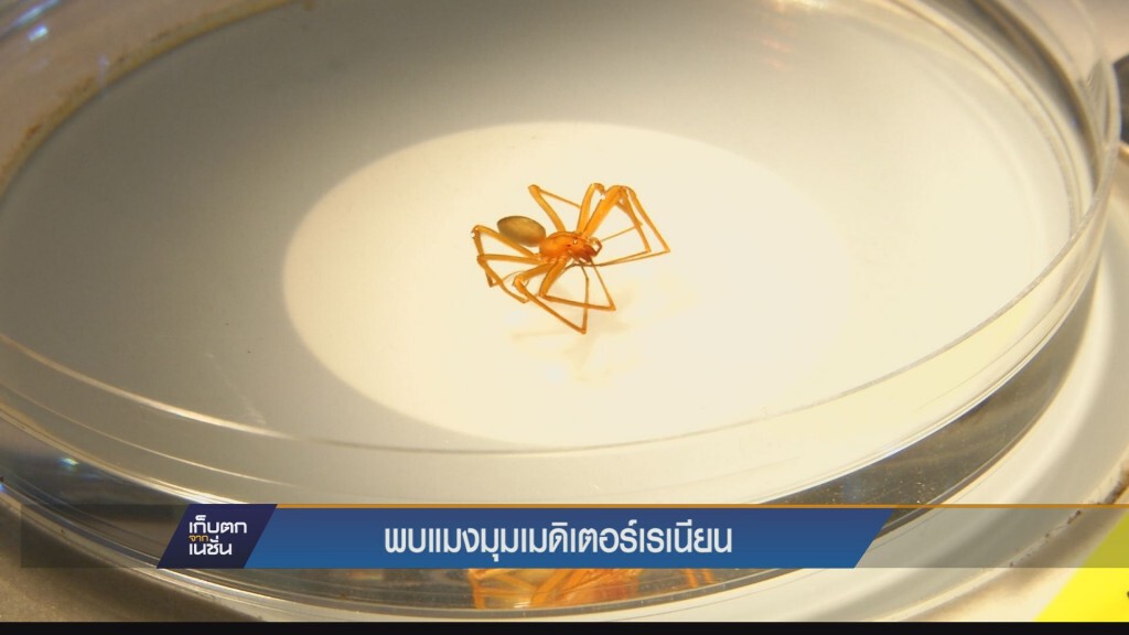 ค้นพบ“แมงมุมสันโดษเมดิเตอร์เรเนียน"ครั้งแรกของไทย
