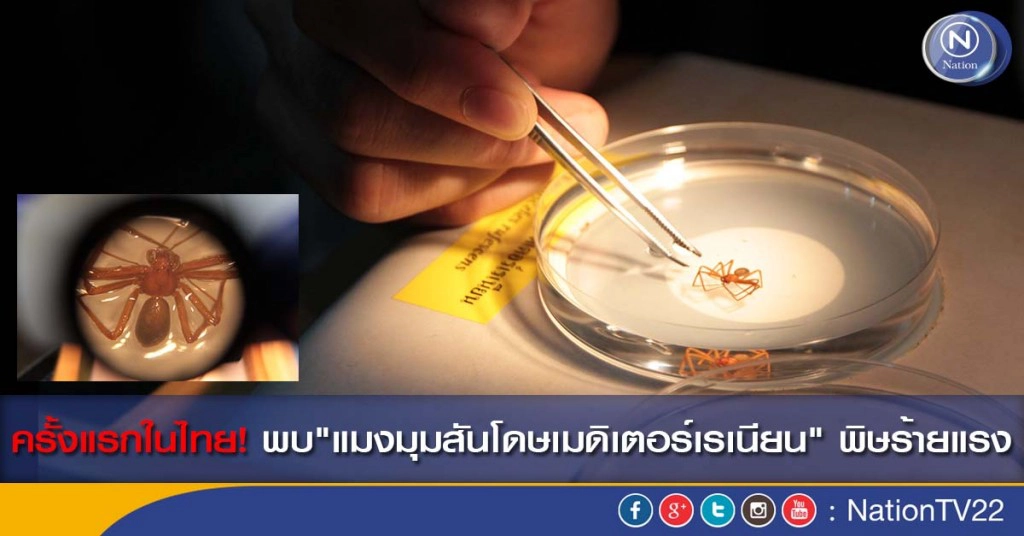 ครั้งแรกในไทย! พบ "แมงมุมสันโดษเมดิเตอร์เรเนียน" พิษร้ายแรง
