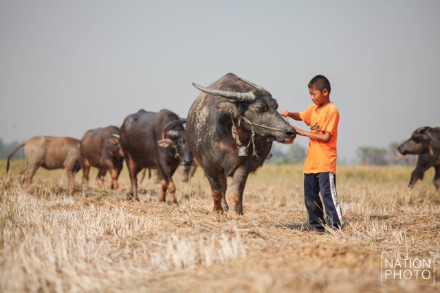 ภาพชุด อ.สรรพยา จ.ชัยนาท สุดแล้ง ฝนทิ้งช่วงนานกว่า 6 เดือน
