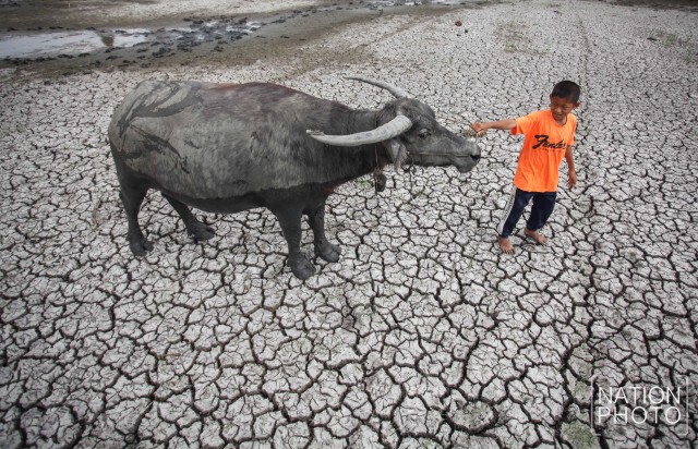 ภาพชุด อ.สรรพยา จ.ชัยนาท สุดแล้ง ฝนทิ้งช่วงนานกว่า 6 เดือน