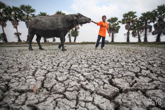 ภาพชุด อ.สรรพยา จ.ชัยนาท สุดแล้ง ฝนทิ้งช่วงนานกว่า 6 เดือน