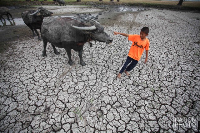 ภาพชุด อ.สรรพยา จ.ชัยนาท สุดแล้ง ฝนทิ้งช่วงนานกว่า 6 เดือน
