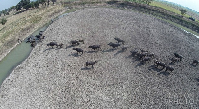 ภาพมุมสูง อ.สรรพยา จ.ชัยนาท สุดแล้ง ฝนทิ้งช่วงนานกว่า 6 เดือน
