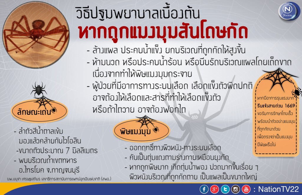 วิธีปฐมพยาบาลเบื้องต้น หากถูก"แมงมุมสันโดษ"กัด!
