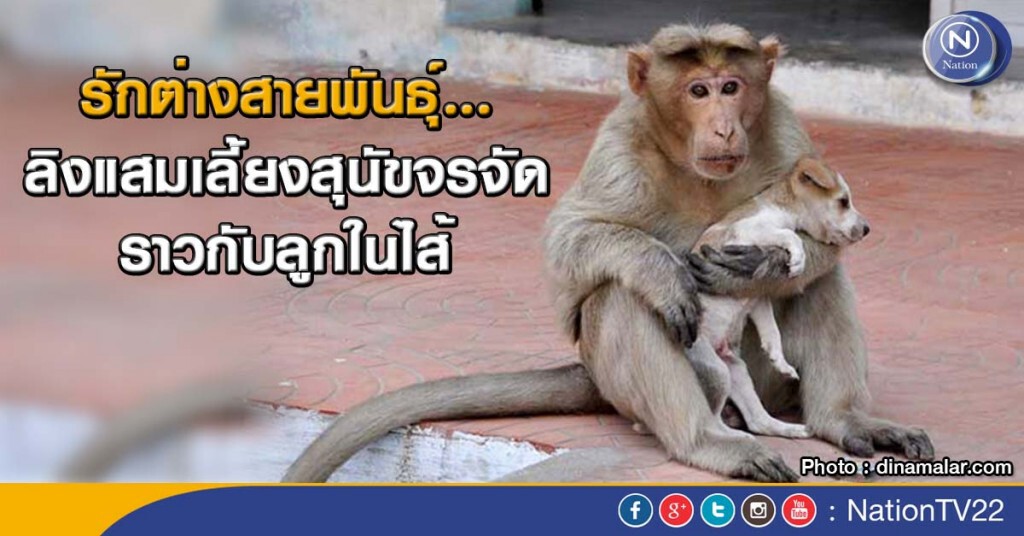 รักต่างสายพันธุ์... ลิงแสมเลี้ยงสุนัขจรจัดเหมือนลูกในอินเดีย รักต่างสายพันธุ์... ลิงแสมเลี้ยงสุนัขจรจัดเหมือนลูกในอินเดีย