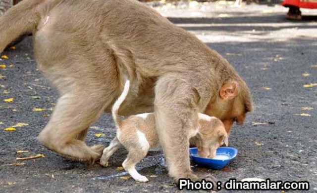 รักต่างสายพันธุ์... ลิงแสมเลี้ยงสุนัขจรจัดเหมือนลูกในอินเดีย