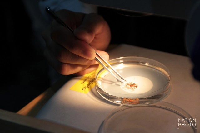 วิธีปฐมพยาบาลเบื้องต้น หากถูก"แมงมุมสันโดษ"กัด!