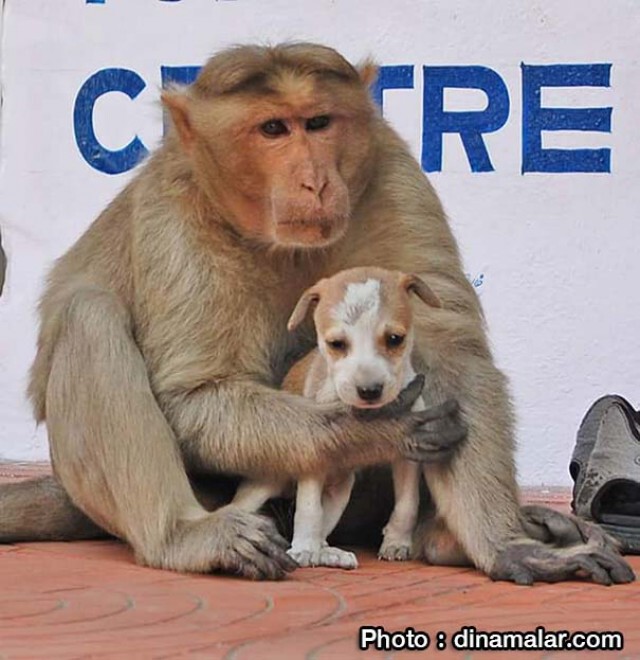 รักต่างสายพันธุ์... ลิงแสมเลี้ยงสุนัขจรจัดเหมือนลูกในอินเดีย