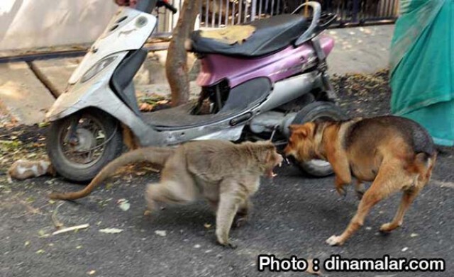 รักต่างสายพันธุ์... ลิงแสมเลี้ยงสุนัขจรจัดเหมือนลูกในอินเดีย