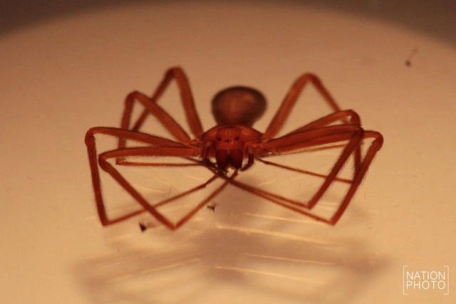 วิธีปฐมพยาบาลเบื้องต้น หากถูก"แมงมุมสันโดษ"กัด!