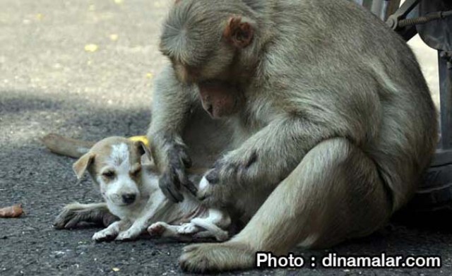 รักต่างสายพันธุ์... ลิงแสมเลี้ยงสุนัขจรจัดเหมือนลูกในอินเดีย