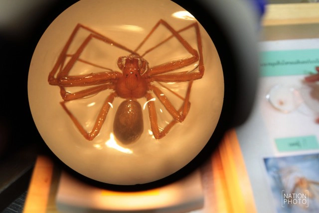 วิธีปฐมพยาบาลเบื้องต้น หากถูก"แมงมุมสันโดษ"กัด!