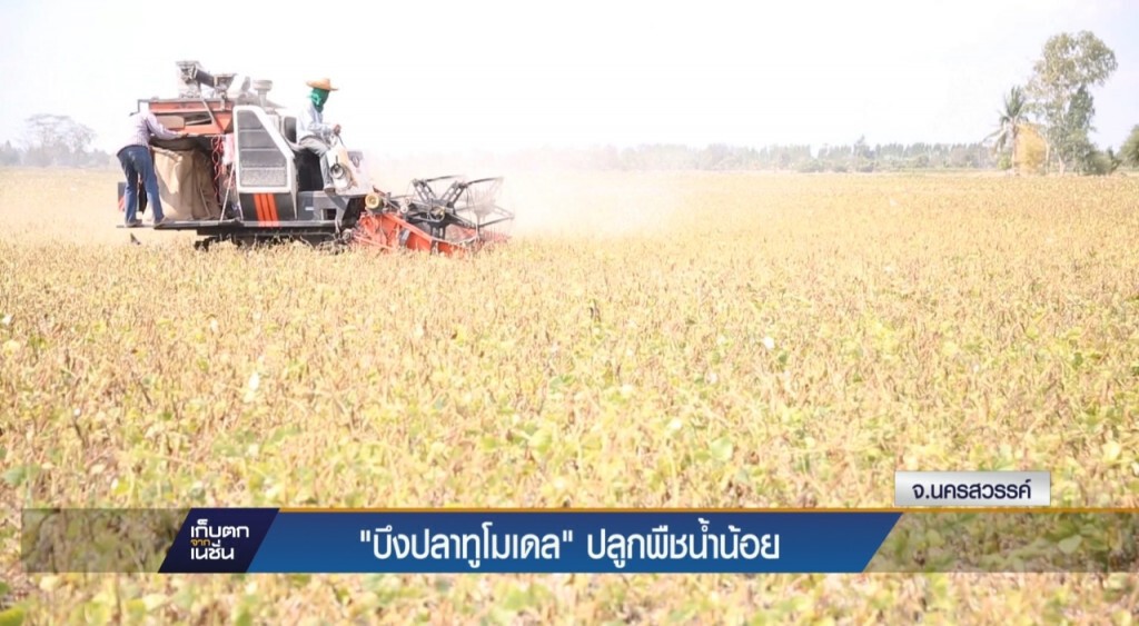 "บึงปลาทูโมเดล" ปลูกพืชน้ำน้อย