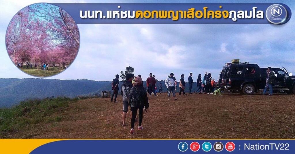 นนท.แห่ชมดอกพญาเสือโคร่งภูลมโล นนท.แห่ชมดอกพญาเสือโคร่งภูลมโล