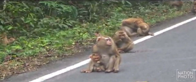 เขาใหญ่หนาวจัด ลดฮวบเหลือ 10 องศา ฝูงลิงหนีหนาวหอบลูกรับอุ่นบนถนน