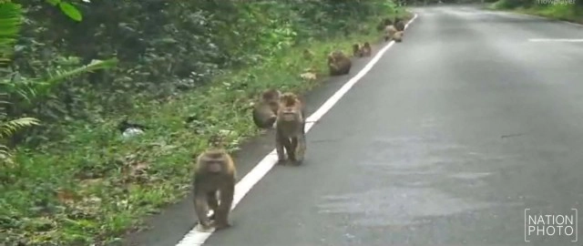 เขาใหญ่หนาวจัด ลดฮวบเหลือ 10 องศา ฝูงลิงหนีหนาวหอบลูกรับอุ่นบนถนน