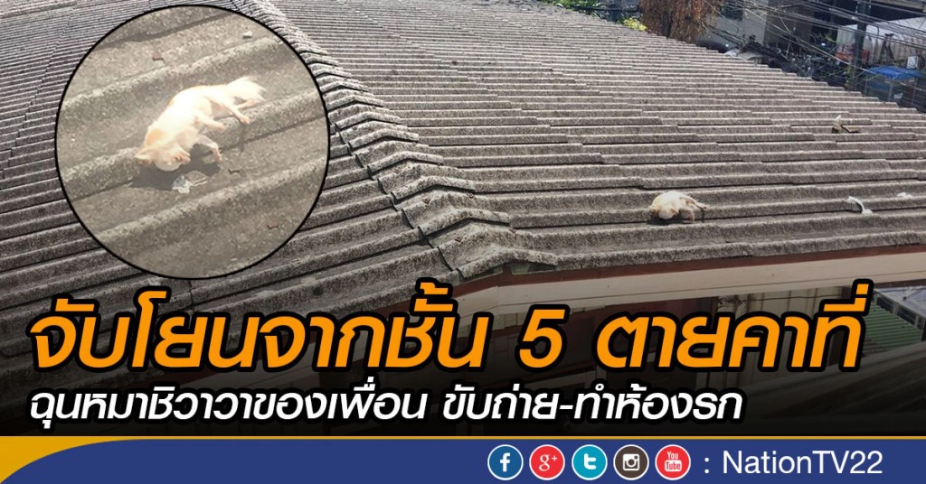 ฉุนหมาชิวาวาของเพื่อน ขับถ่าย-ทำห้องรกจับโยนจากชั้น 5 ตายคาที่