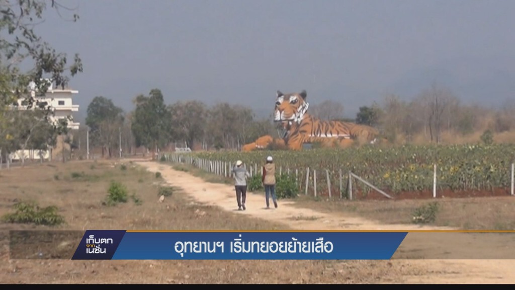 อุทยานฯ เริ่มทยอยย้ายเสือ อุทยานฯ เริ่มทยอยย้ายเสือ