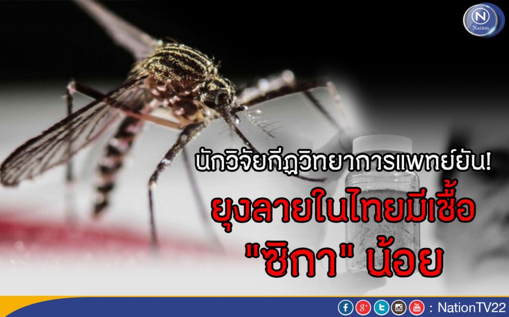 นักวิจัยกีฏวิทยาการแพทย์ยัน! ยุงลายในไทยมีเชื้อ "ซิกา" น้อย นักวิจัยกีฏวิทยาการแพทย์ยัน! ยุงลายในไทยมีเชื้อ "ซิกา" น้อย