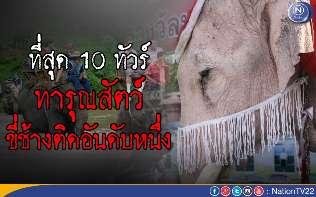 เผยที่สุด 10 ทัวร์ทารุณสัตว์เพื่อนักท่องเที่ยว ขี่ช้างติดอันดับหนึ่ง