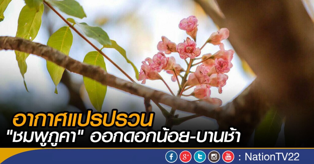 อากาศแปรปรวน "ชมพูภูคา" ออกดอกน้อย-บานช้า อากาศแปรปรวน "ชมพูภูคา" ออกดอกน้อย-บานช้า