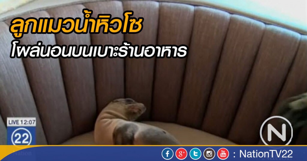 ลูกแมวน้ำหิวโซ โผล่ในร้านอาหาร ลูกแมวน้ำหิวโซ โผล่ในร้านอาหาร