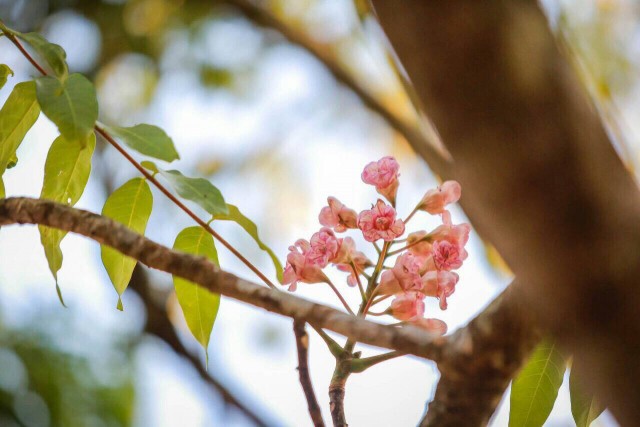 อากาศแปรปรวน "ชมพูภูคา" ออกดอกน้อย-บานช้า