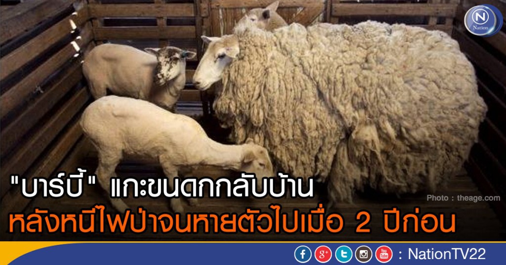 "บาร์บี้" แกะขนดกกลับบ้าน หลังหนีไฟป่าจนหายตัวไปเมื่อ 2 ปีก่อน "บาร์บี้" แกะขนดกกลับบ้าน หลังหนีไฟป่าจนหายตัวไปเมื่อ 2 ปีก่อน