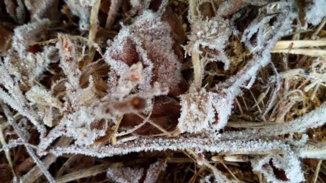 แม่คะนิ้งผุด ดอยอินทนนท์ ภูหินร่องกล้า หนาวเหน็บ  0 องศา