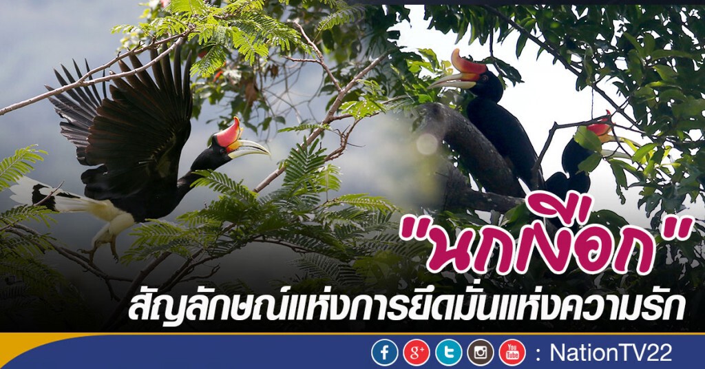 "นกเงือก" สัญลักษณ์แห่งการยึดมั่นแห่งความรัก