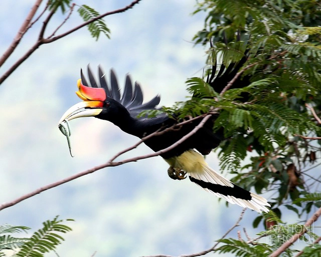 "นกเงือก" สัญลักษณ์แห่งการยึดมั่นแห่งความรัก