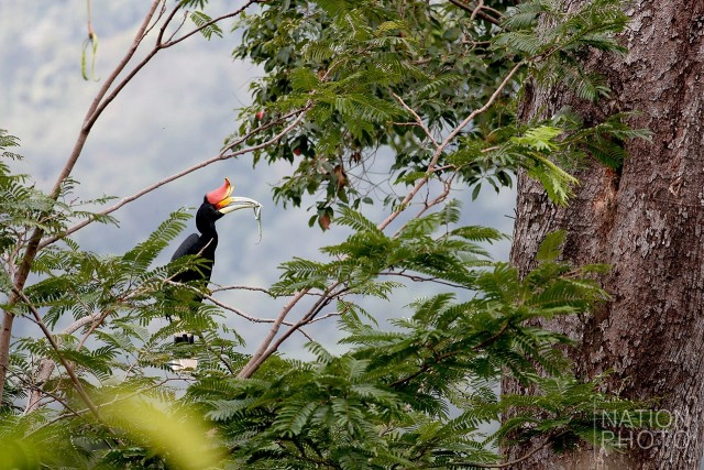 "นกเงือก" สัญลักษณ์แห่งการยึดมั่นแห่งความรัก