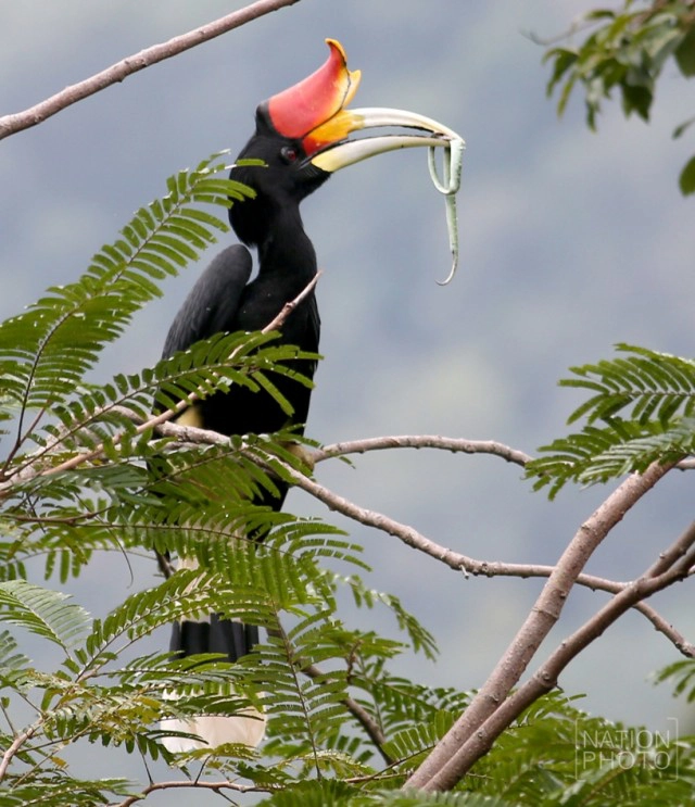 "นกเงือก" สัญลักษณ์แห่งการยึดมั่นแห่งความรัก