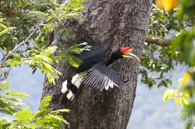 "นกเงือก" สัญลักษณ์แห่งการยึดมั่นแห่งความรัก