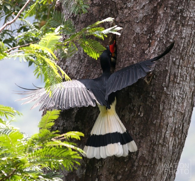 "นกเงือก" สัญลักษณ์แห่งการยึดมั่นแห่งความรัก