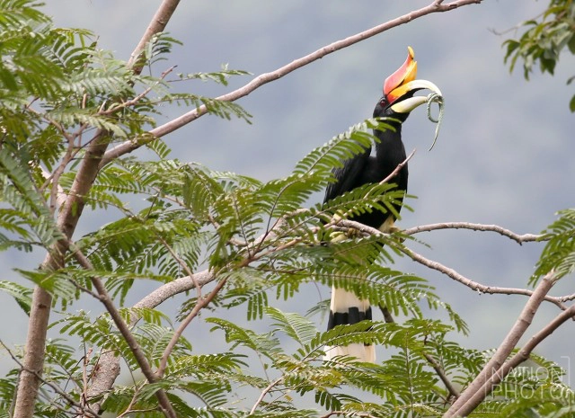 "นกเงือก" สัญลักษณ์แห่งการยึดมั่นแห่งความรัก
