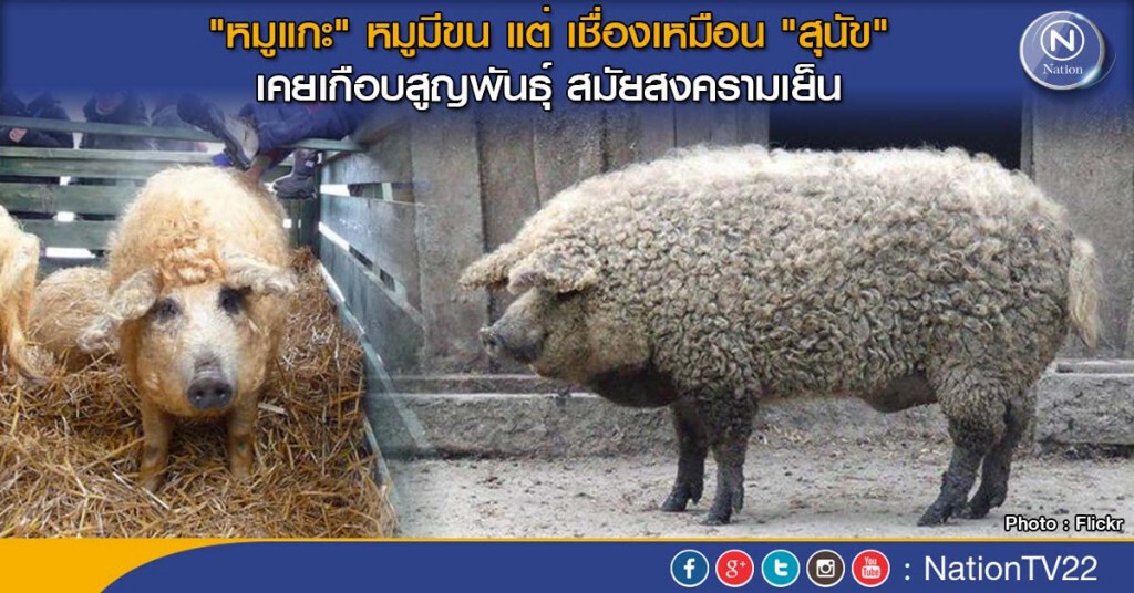 "หมูแกะ" หมูมีขน แต่ เชื่องเหมือน "สุนัข" "หมูแกะ" หมูมีขน แต่ เชื่องเหมือน "สุนัข"