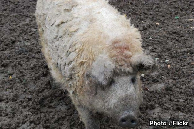 "หมูแกะ" หมูมีขน แต่ เชื่องเหมือน "สุนัข"