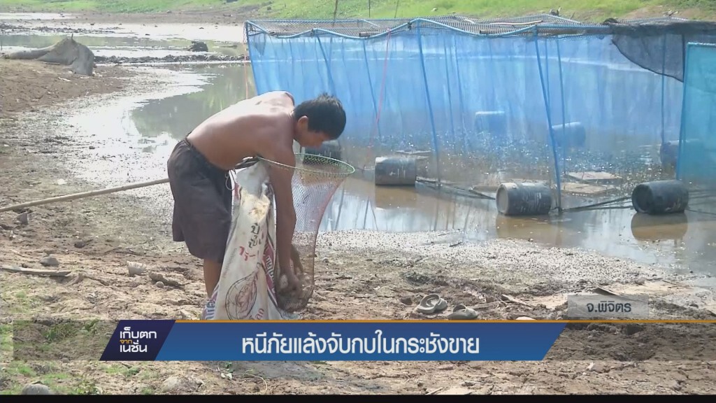 ที่จ.พิจิตรแล้งจัดเร่งจับกบในกระชังขายก่อนกำหนด ที่จ.พิจิตรแล้งจัดเร่งจับกบในกระชังขายก่อนกำหนด