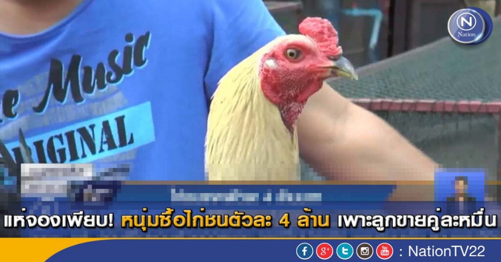 แห่จองเพียบ!หนุ่มซื้อไก่ชนตัวละ 4 ล้าน เพาะลูกขายคู่ละหมื่น แห่จองเพียบ!หนุ่มซื้อไก่ชนตัวละ 4 ล้าน เพาะลูกขายคู่ละหมื่น