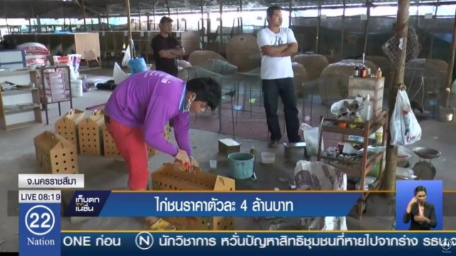 แห่จองเพียบ!หนุ่มซื้อไก่ชนตัวละ 4 ล้าน เพาะลูกขายคู่ละหมื่น